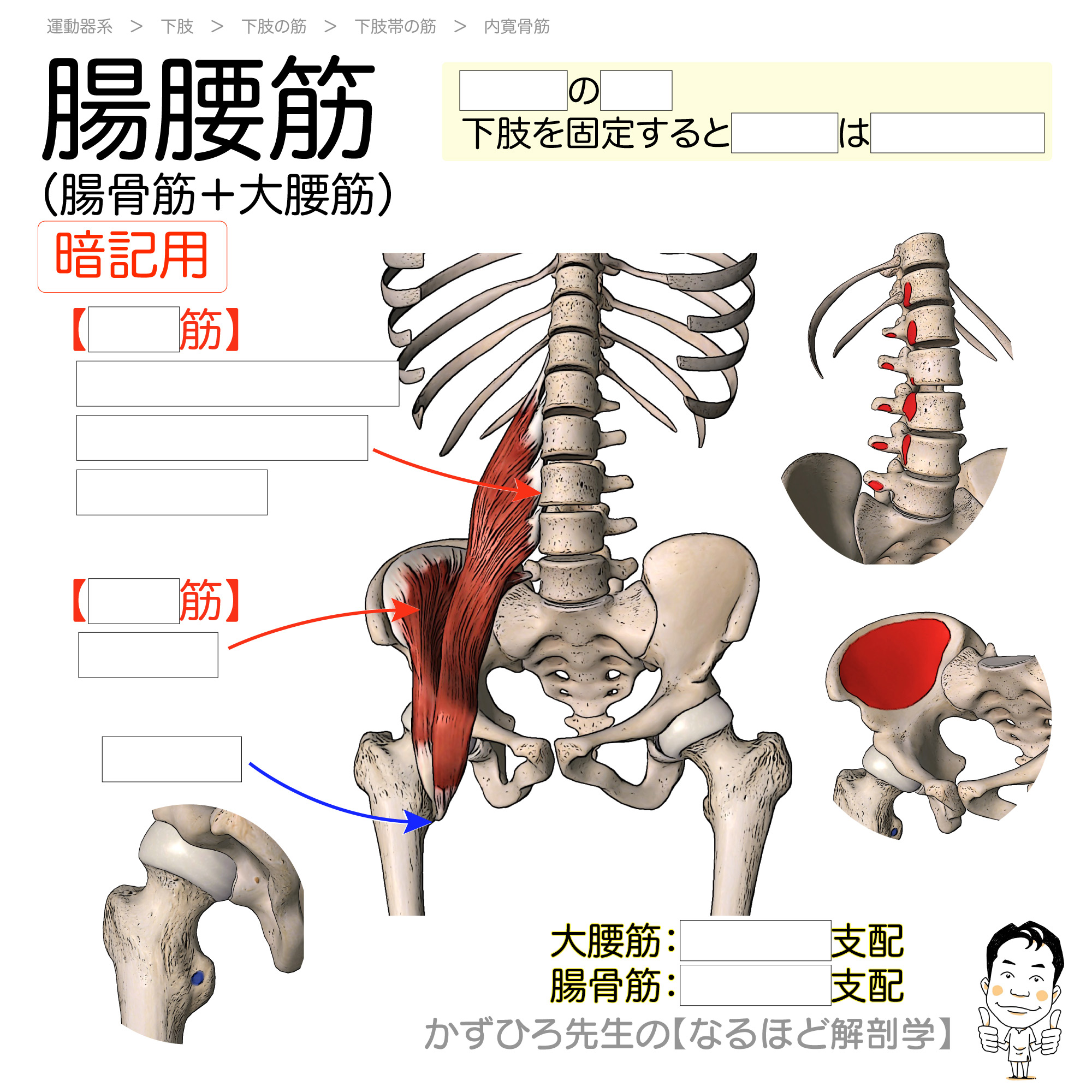 腸腰筋の作用を完全解明！反り腰・腰痛の元凶を断つ最新リセット術