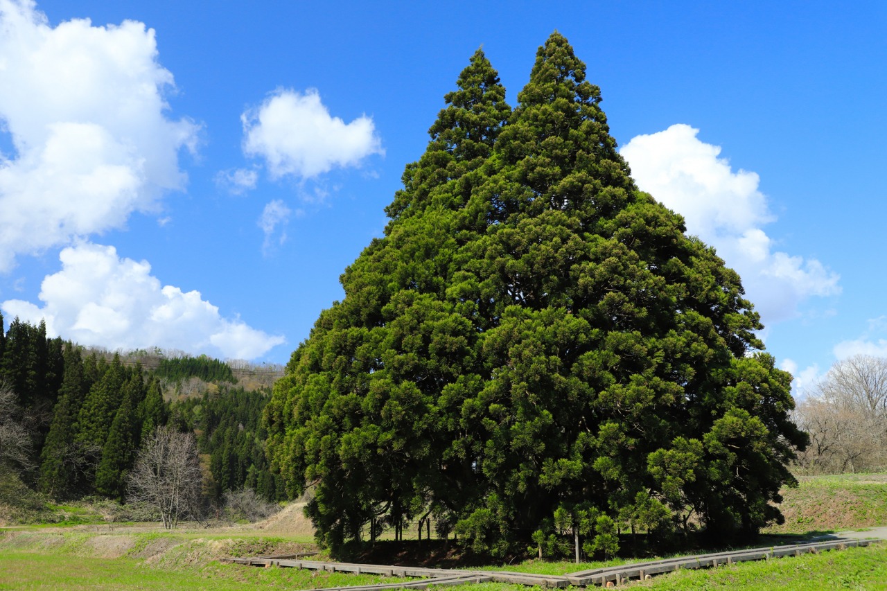 実在するトトロの木はどこ？モデルの真相と見どころ徹底解説【2026最新】