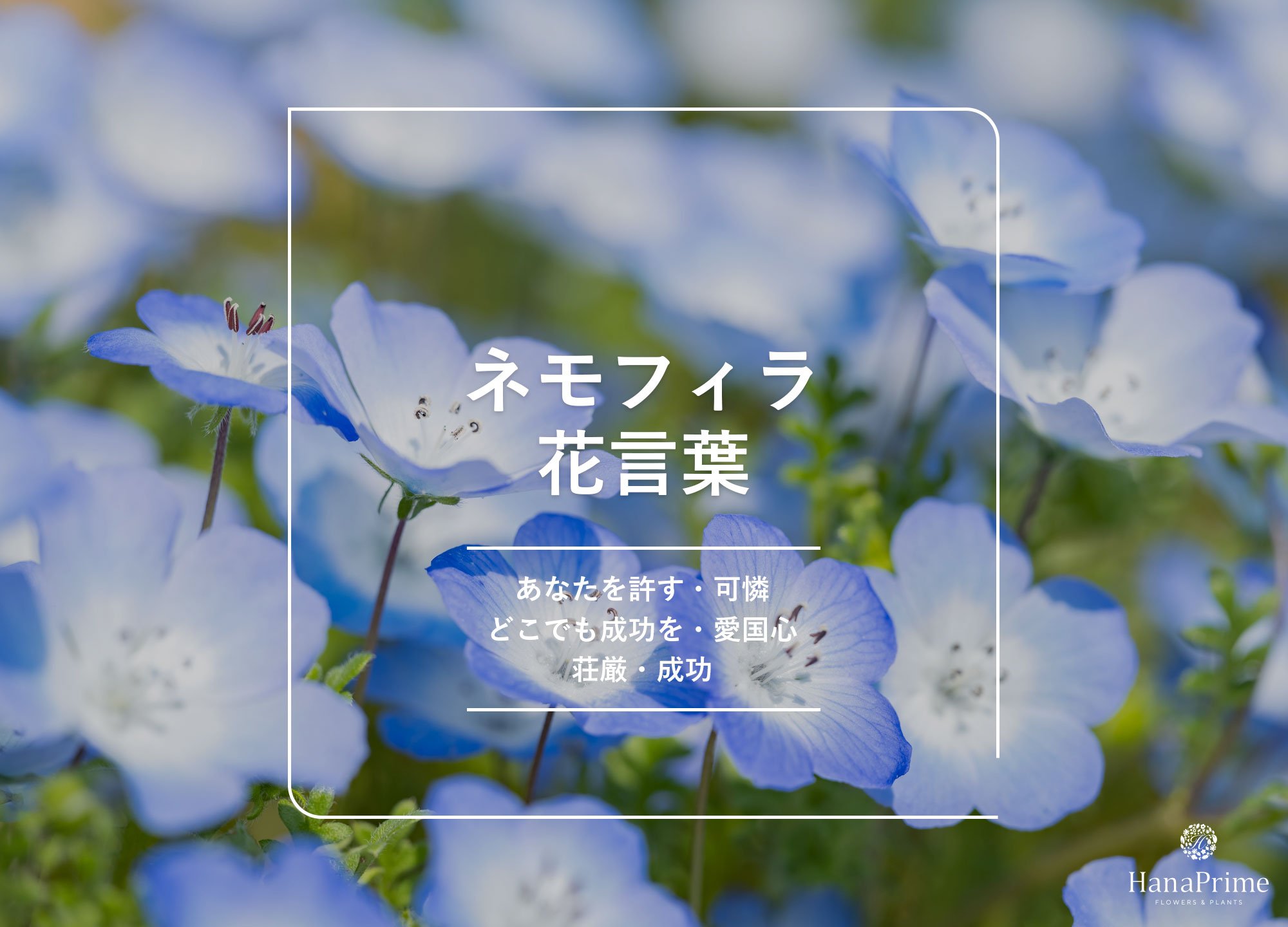 ネモフィラの花言葉は怖い？「あなたを許す」の由来と色別一覧を徹底解剖