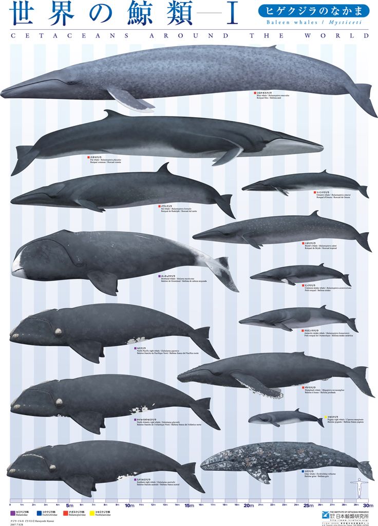30M超の幻を追う！シロナガスクジラの体長測定と恐竜を超える謎