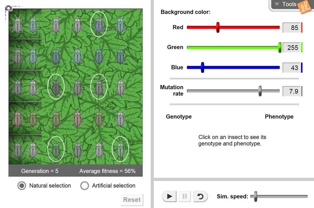 Evolution Natural and Artificial Selection Gizmo Answers