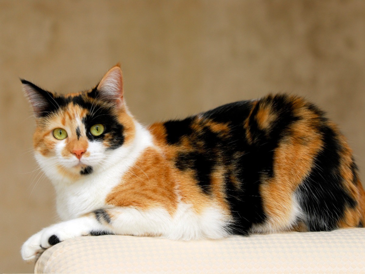 三毛猫オスの確率3万分の1の真相！遺伝子の謎や値段と寿命を徹底解明
