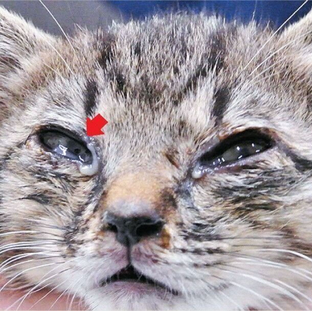 愛猫の目やにの色でわかる病気と原因｜正しいケアと受診目安