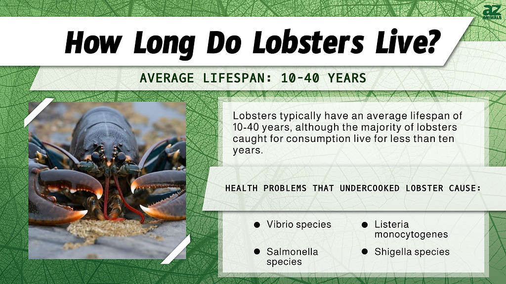 How Long Does a Lobster Live out of Water