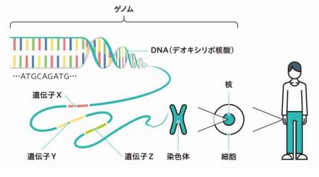 コーヒーは本当に毒なのか？2026年最新の遺伝子解析で判明した「寿命を縮める人、延ばす人」の決定的な差