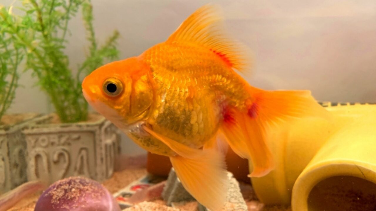 金魚の体に赤い斑点が！赤斑病の原因と命を救う塩浴・薬浴の全手順
