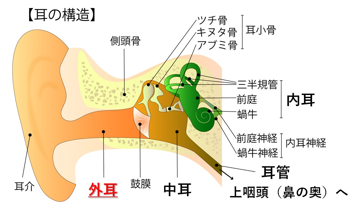 耳の中でカサカサ音がする原因は？髪の毛の混入から病気まで徹底解明
