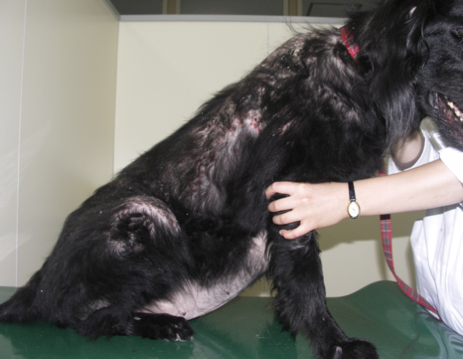 犬のステロイド副作用を見抜く！多飲多尿から減薬リスクまで徹底解説