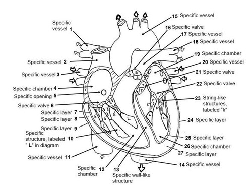 Learn the Anatomy of the Heart by Number