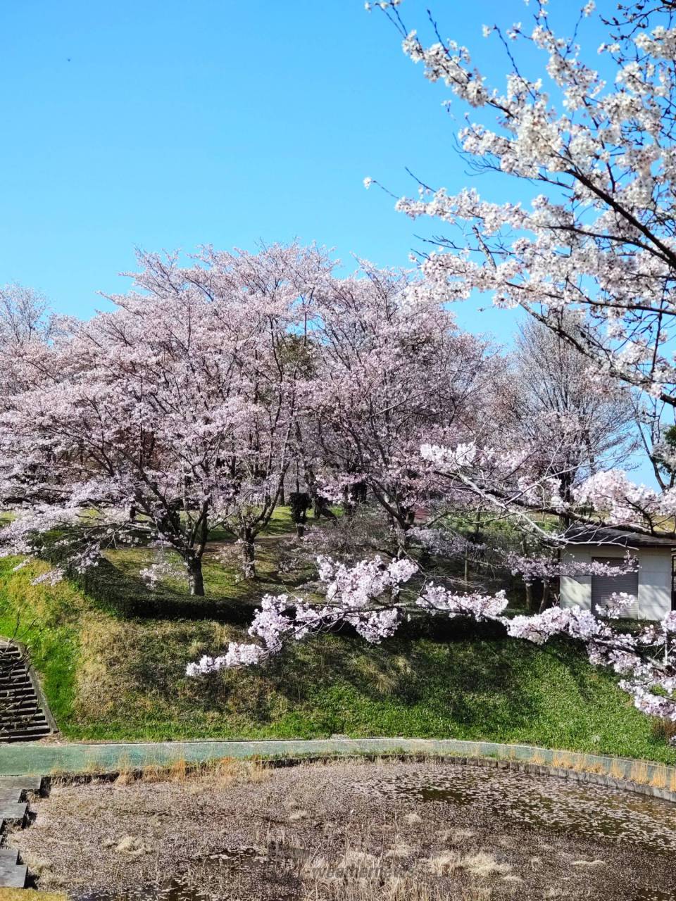 磯部桜川公園はお花見の穴場？駐車場や桜の見頃を現地徹底検証