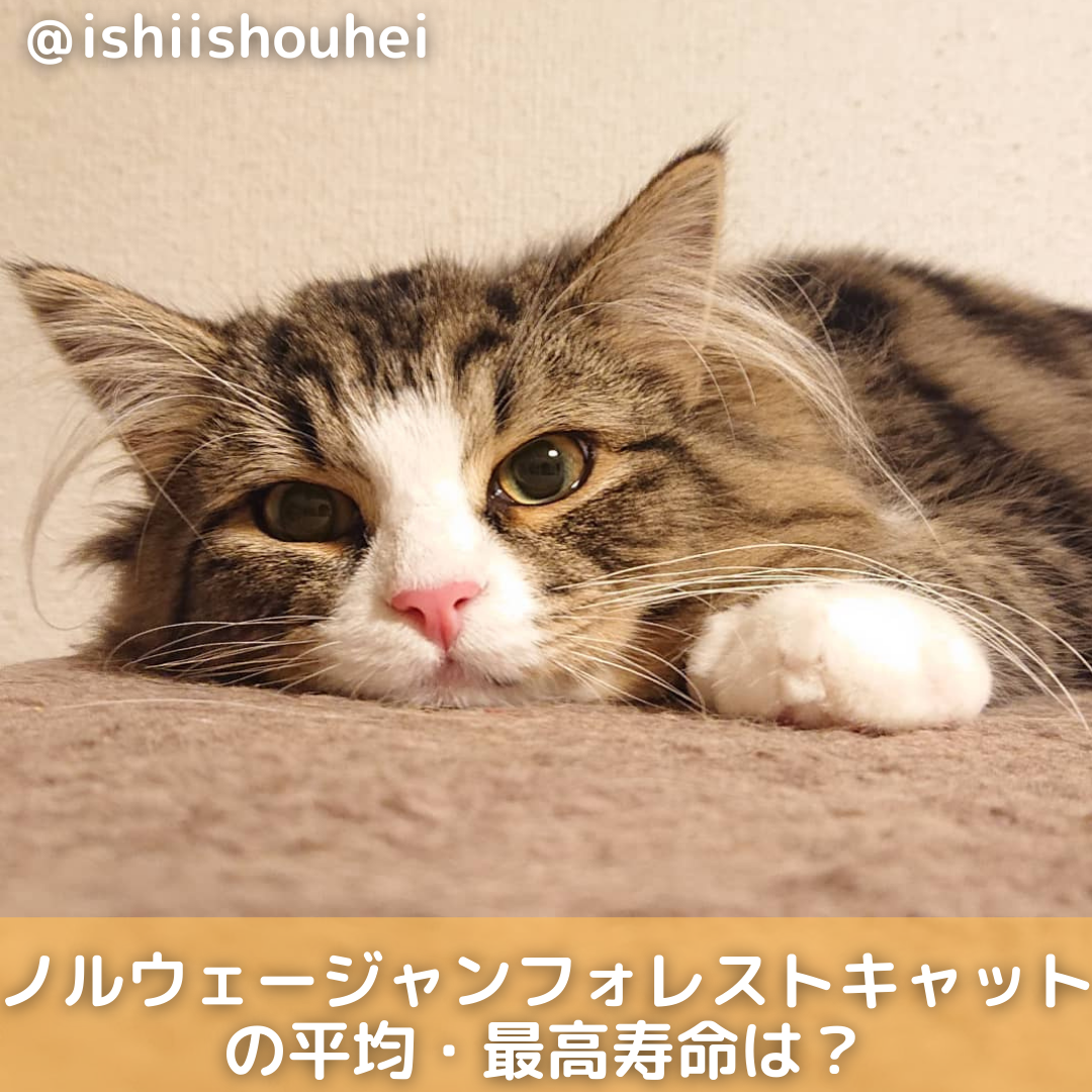 ノルウェージャンフォレストキャット寿命の真相！短命説と長寿の飼育法