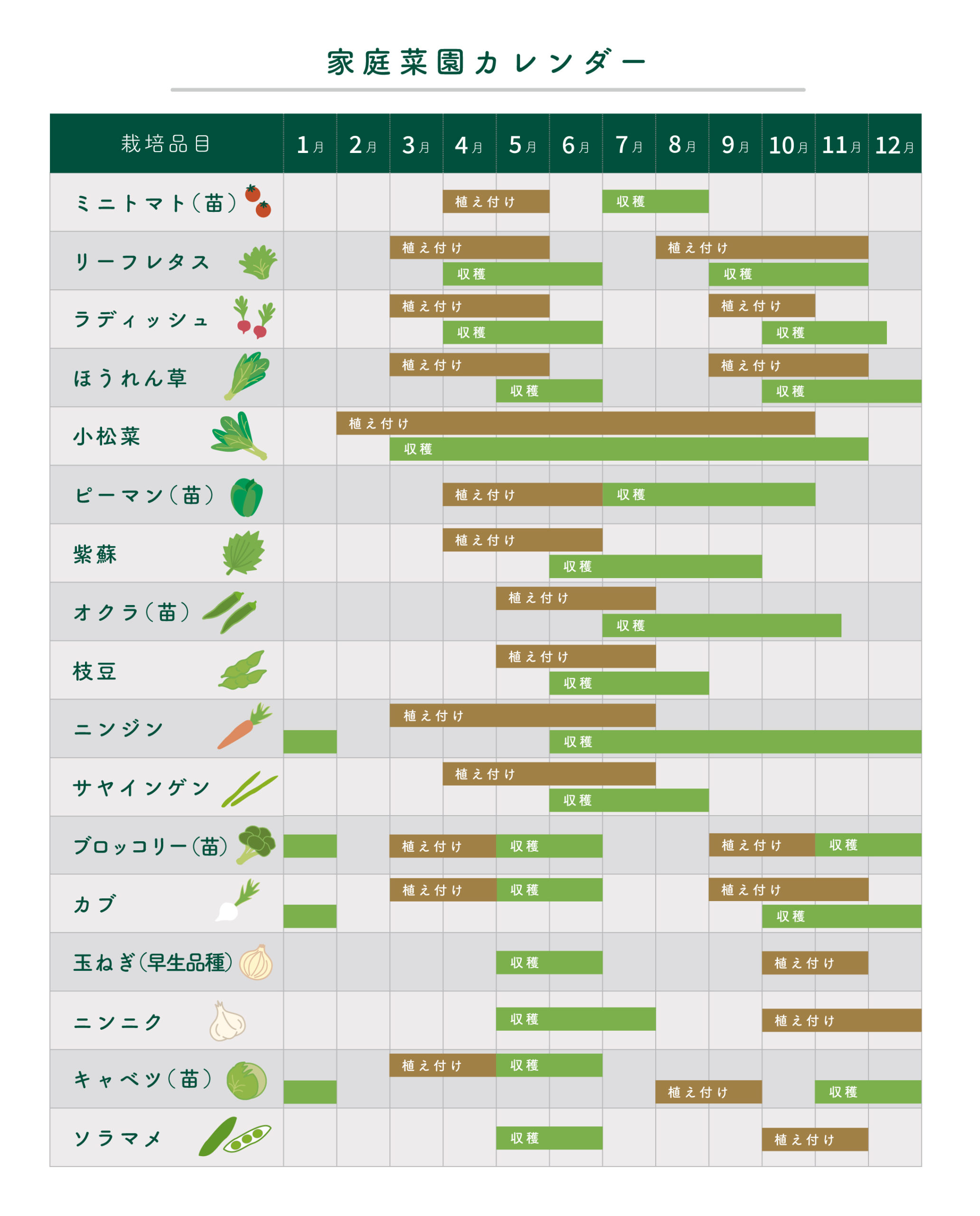 6月の野菜種まき完全ガイド！今から間に合う推奨品種と梅雨対策2026
