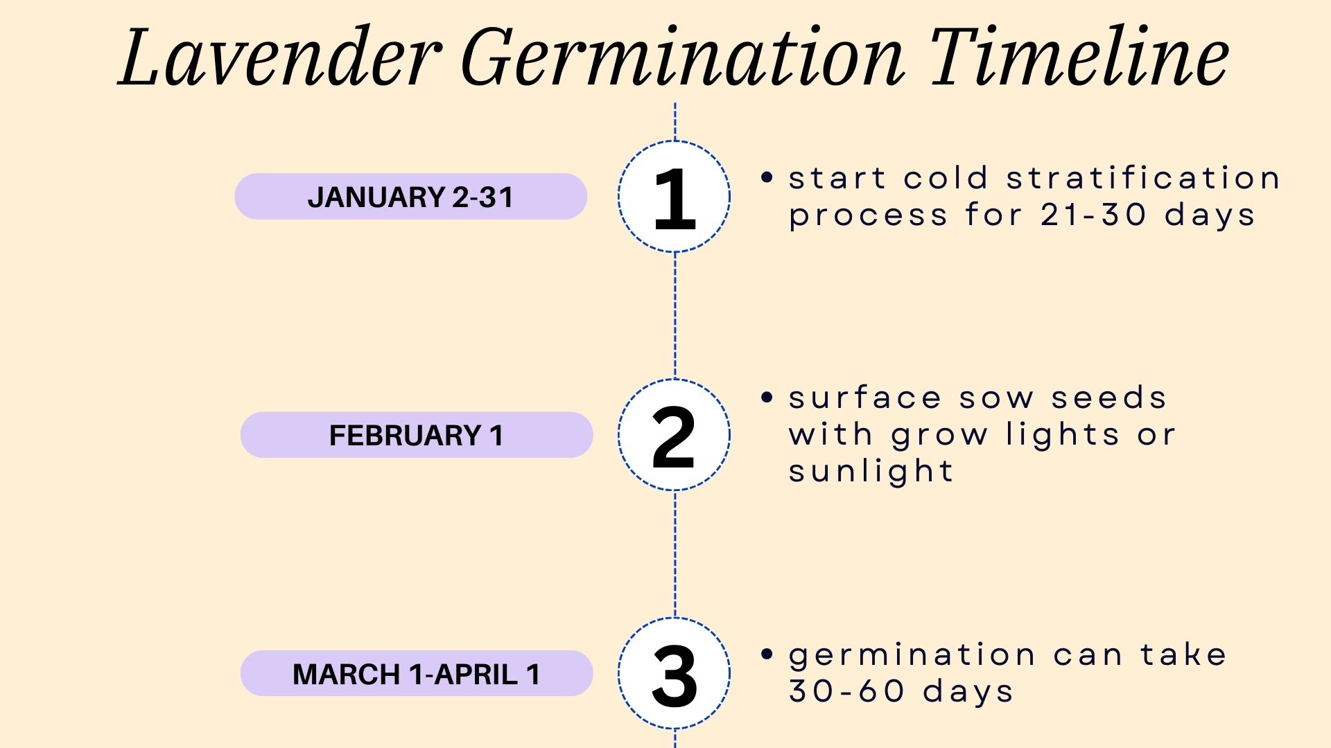 Lavender Germination Time