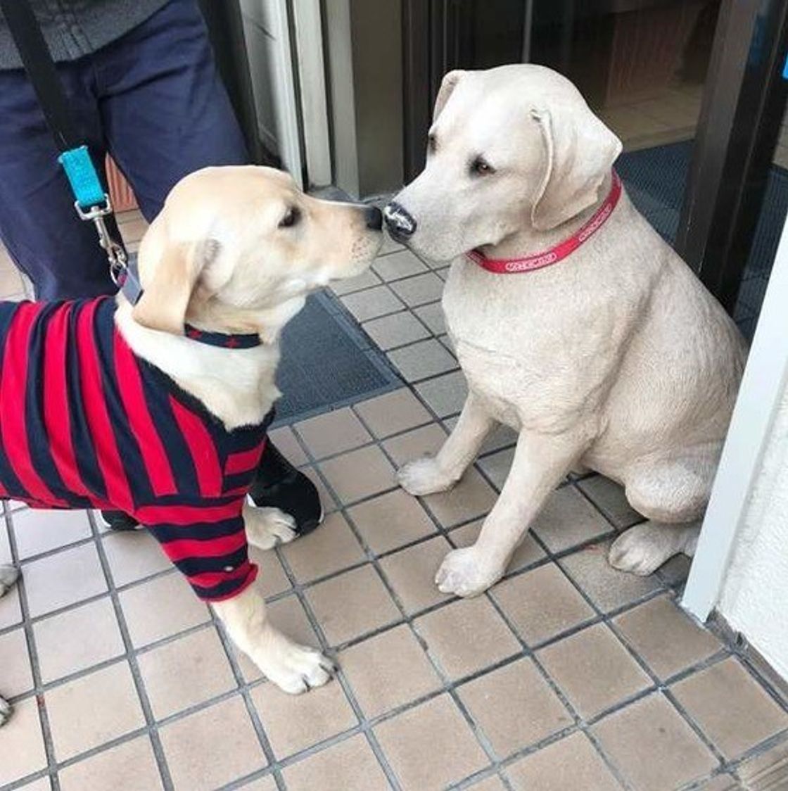 ゴールデンとラブラドールレトリバーの違いをプロが徹底比較！性格と飼いやすさの真実