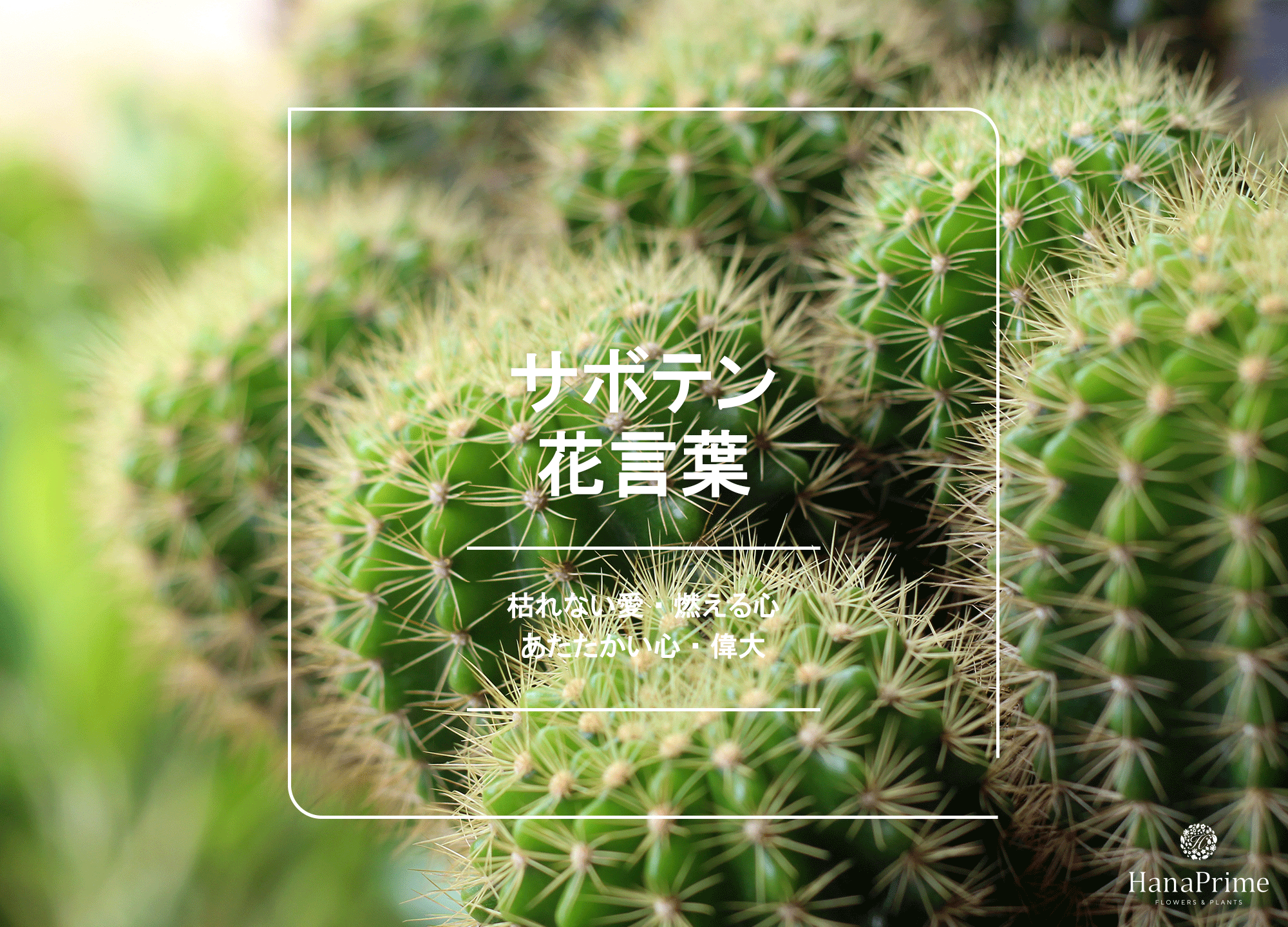 サボテンの花言葉は本当に怖い？「燃える心」の由来と失敗しない贈り方