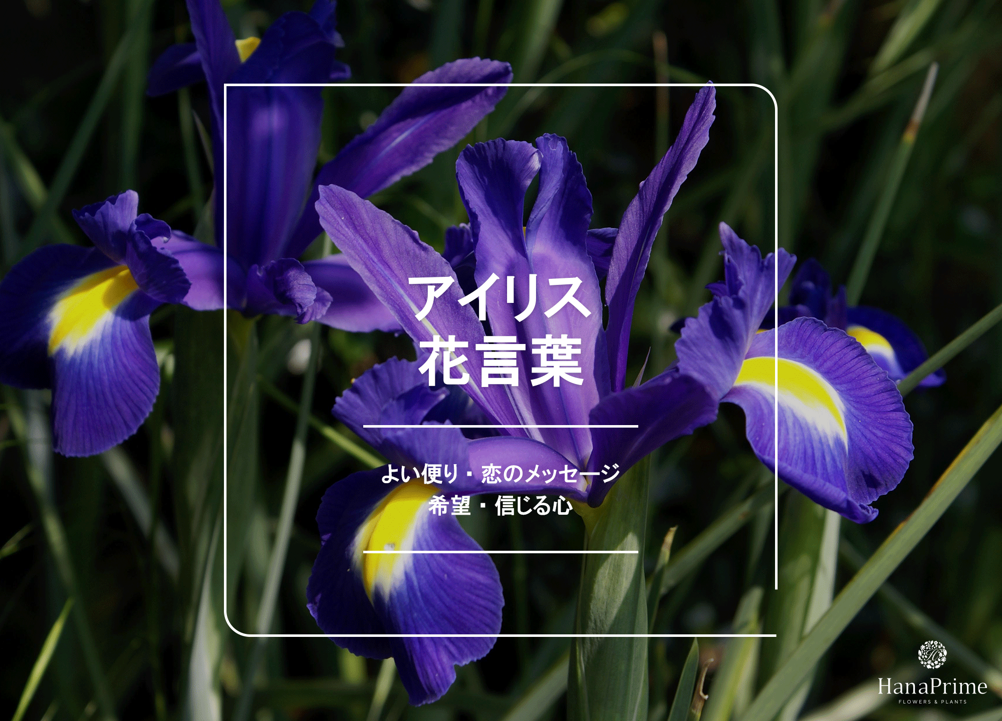 アイリスの花言葉に怖い意味はある？色別の象徴と神話の真相を徹底解明