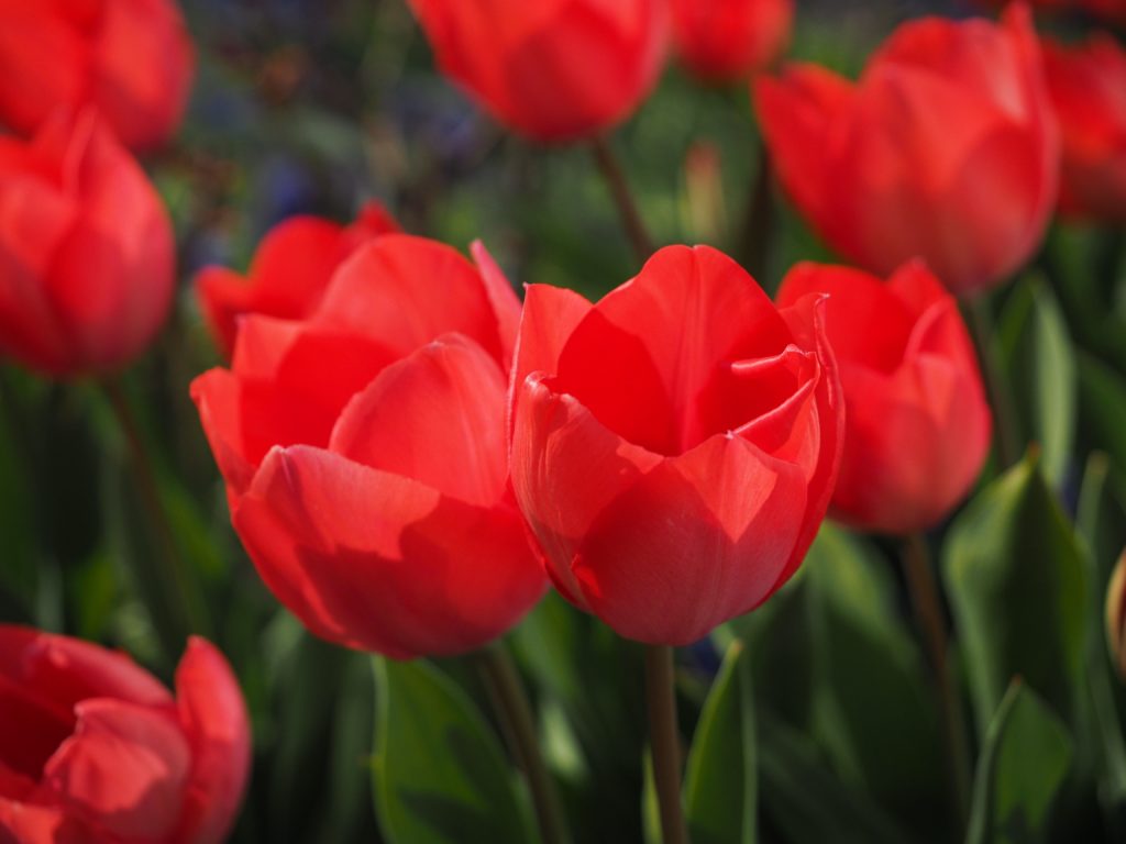 赤いチューリップの花言葉と怖い噂の真相！本数別の意味と贈る注意点