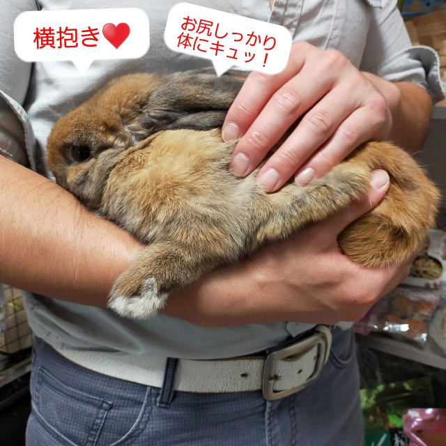 うさぎが暴れない抱っこの仕方｜骨折を防ぎ信頼を深める安全保定術