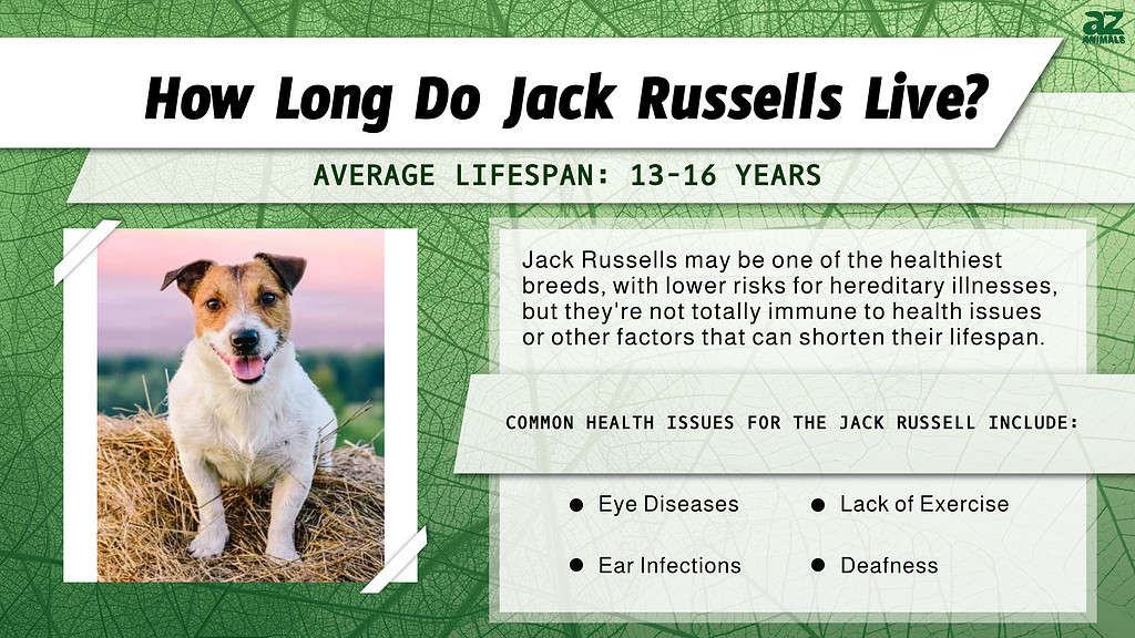 How Long Can a Jack Russell Terrier Live