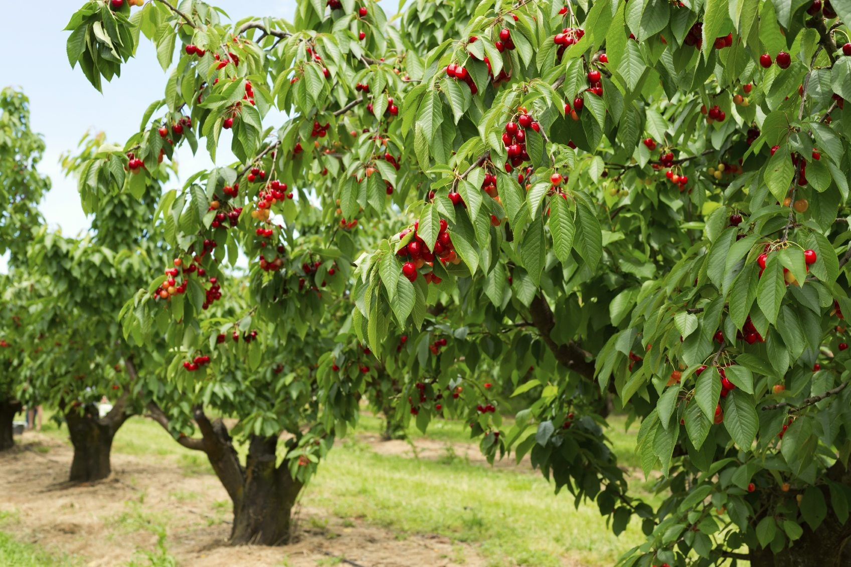 Where Does Cherry Trees Grow