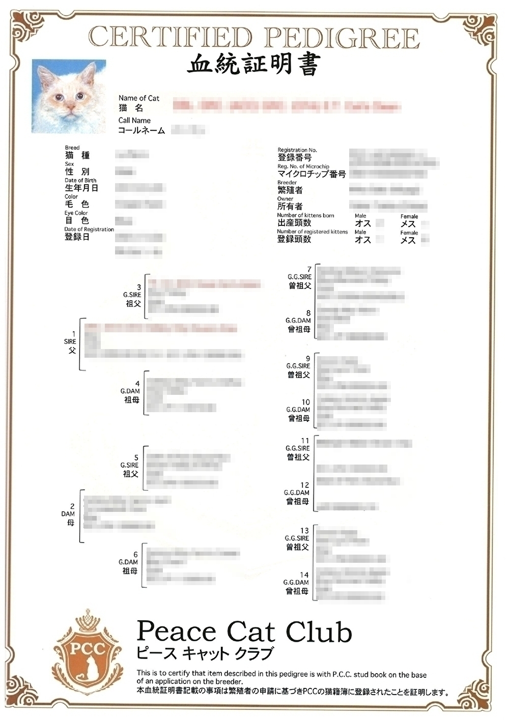 血統書付き猫の真実と価値｜届かない理由や偽物の見分け方を徹底解明