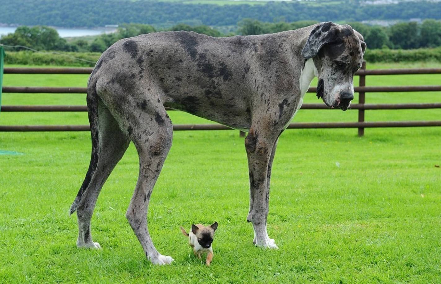 What Is the Biggest Dog on Earth