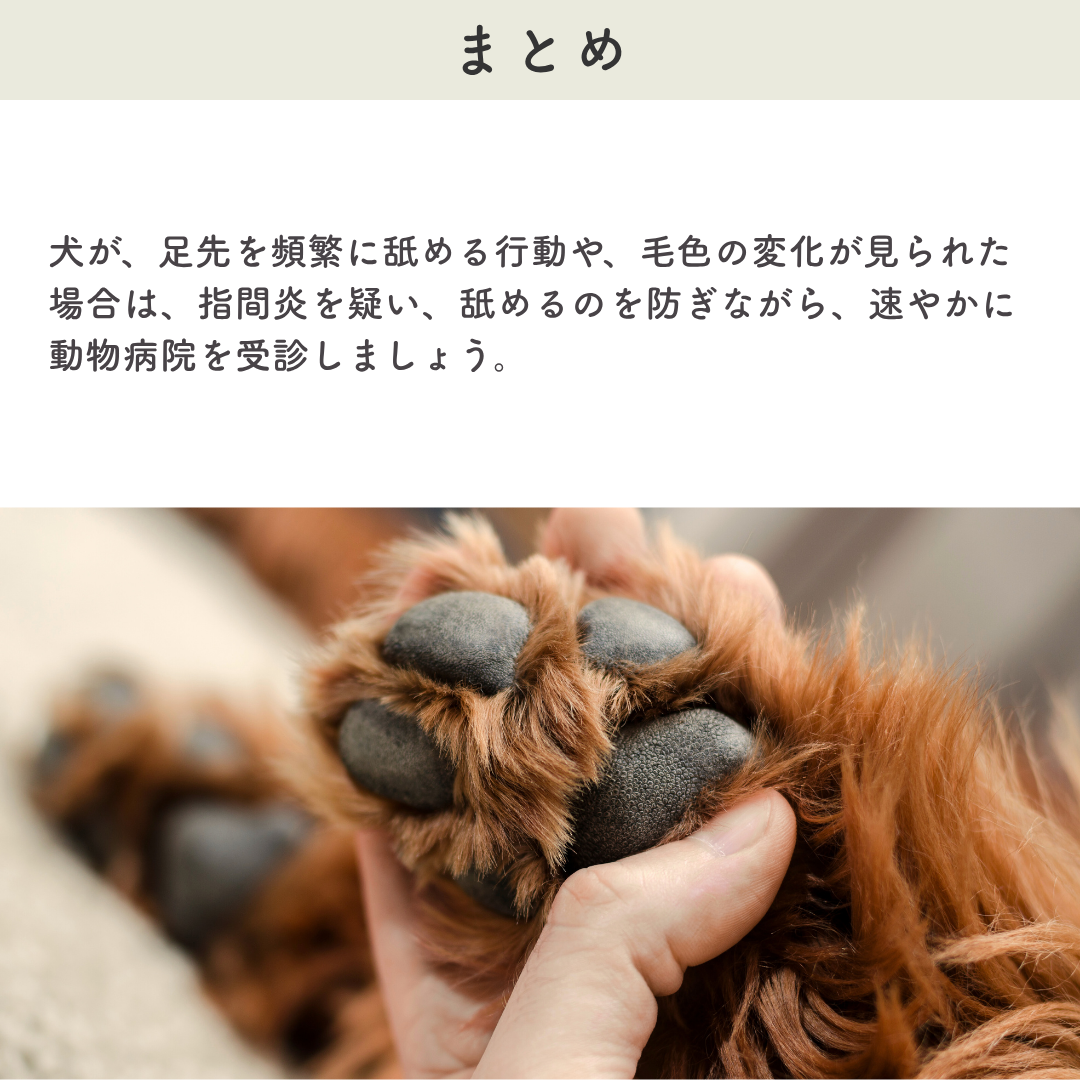 愛犬が足を舐め続ける謎｜犬の指間炎が治らない本当の理由と最新治療法