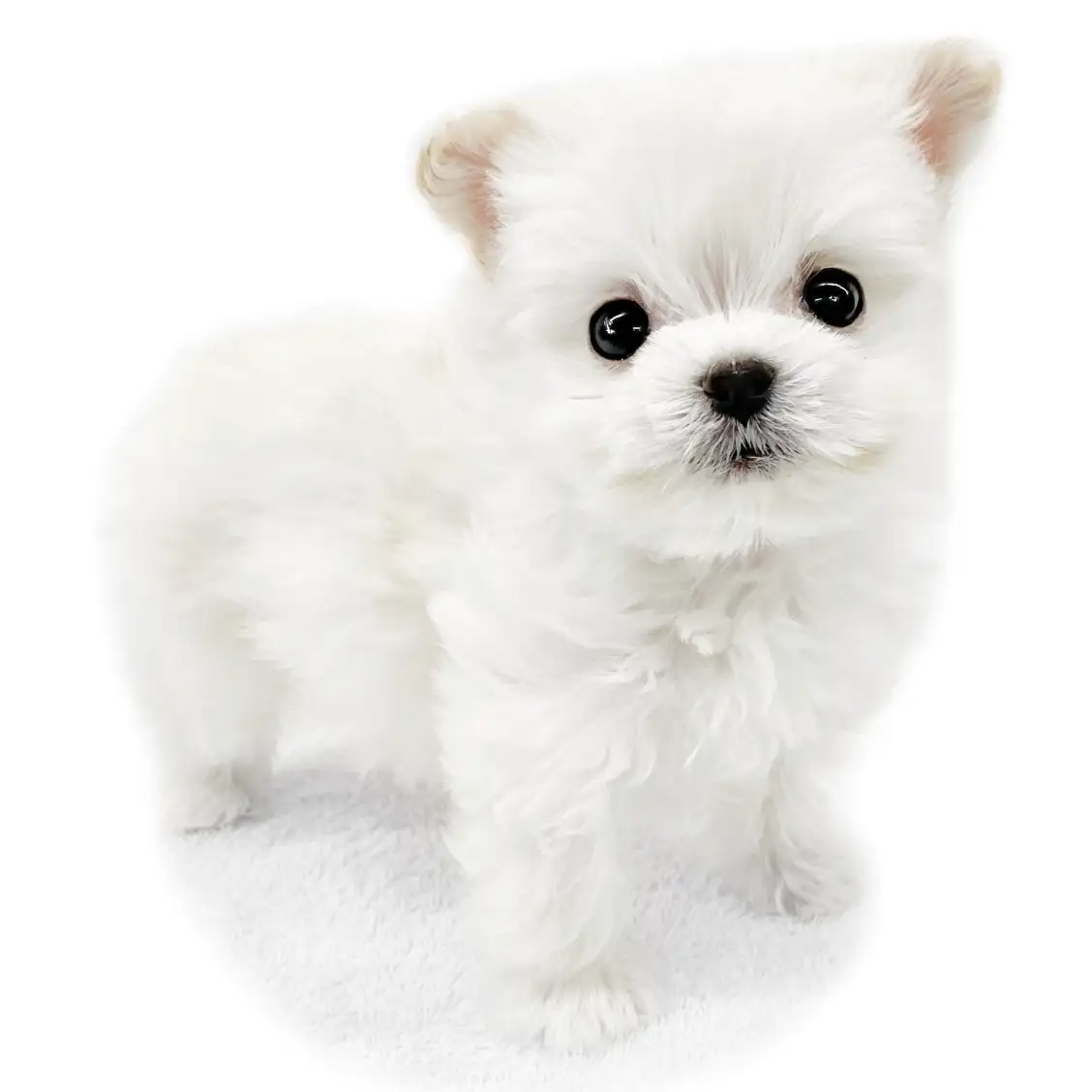 ポメマル成犬で後悔？飼いやすさや性格・抜け毛の真相【2026最新】