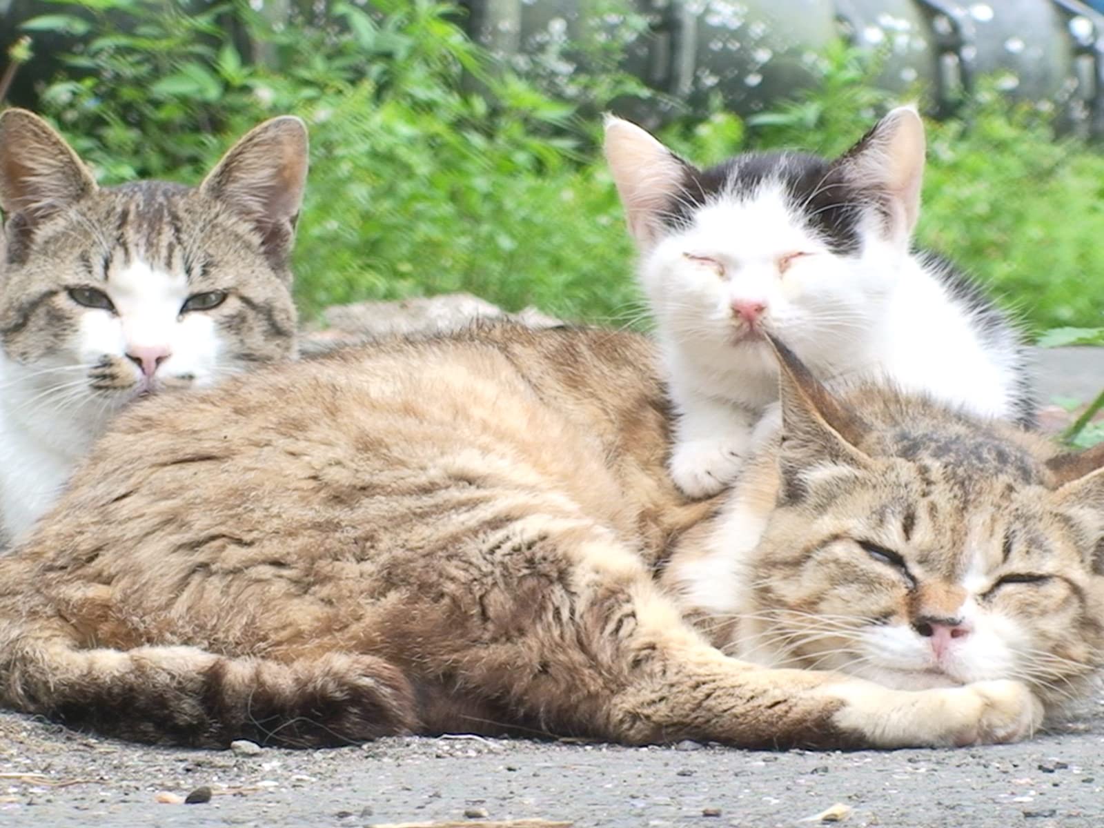 なぜ猫は二本足で立つ？Sns話題の「立ち猫」驚きの心理と健康リスク