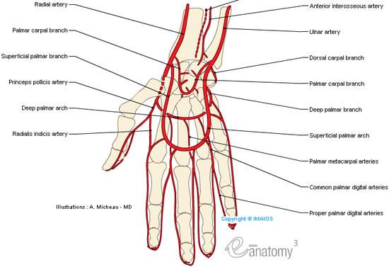 Which Supplies Blood to the Hand and Digital Arteries