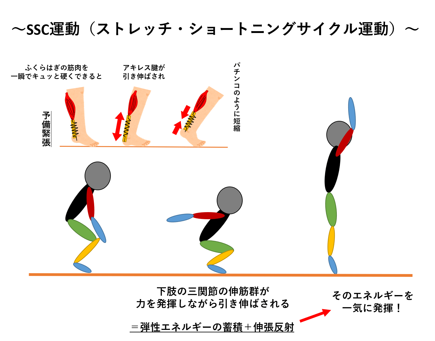 スクワットで跳べない罠？ジャンプ力を伸ばす2026年最新筋トレ術