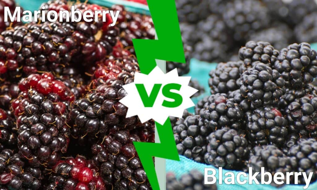 Are Marionberries the Same as Blackberries