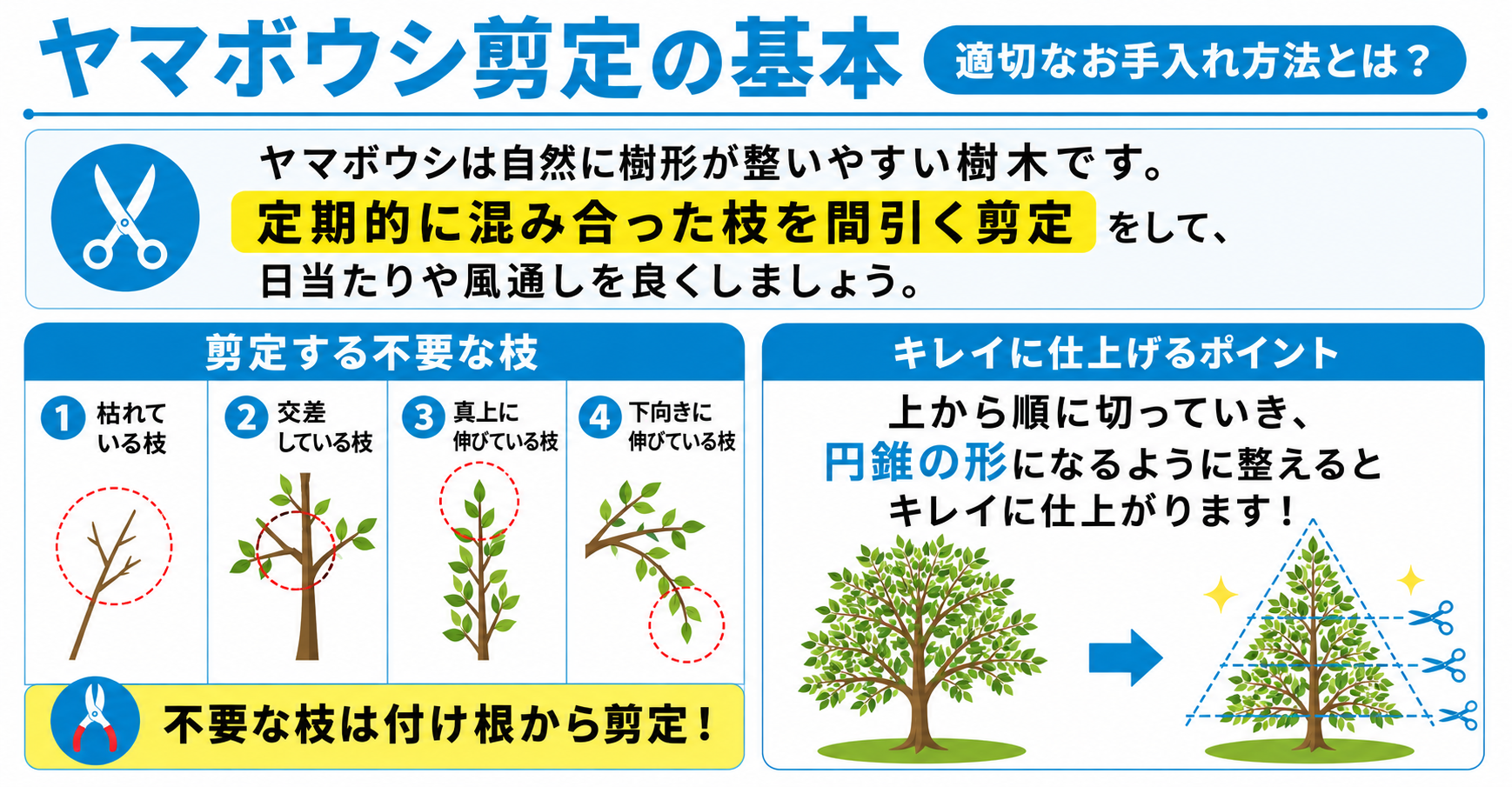 ヤマボウシ剪定の時期と失敗回避術！花が咲かない原因と整え方