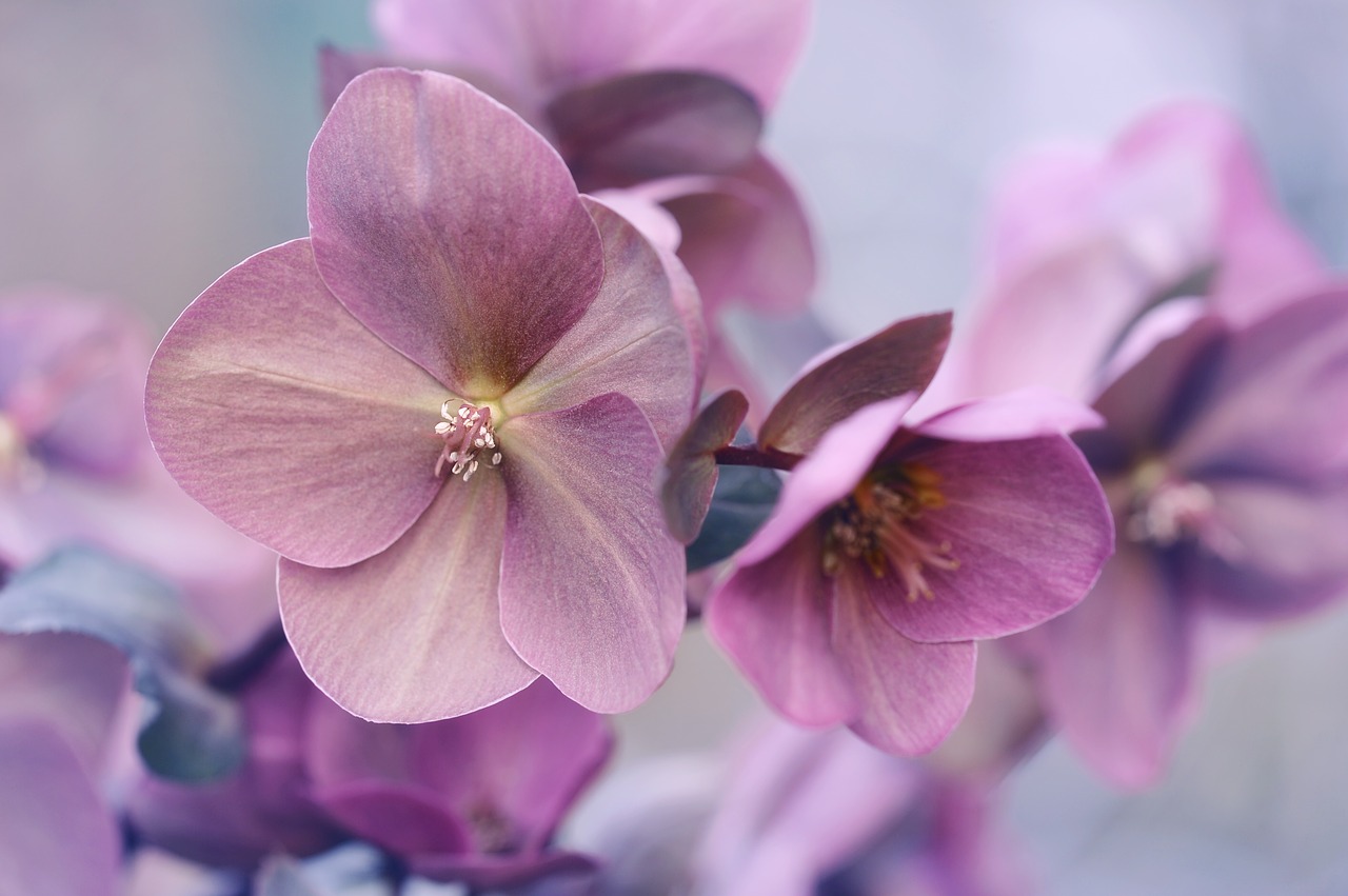 恋の花言葉決定版！告白から切ない片思い・怖い裏切りまで全網羅