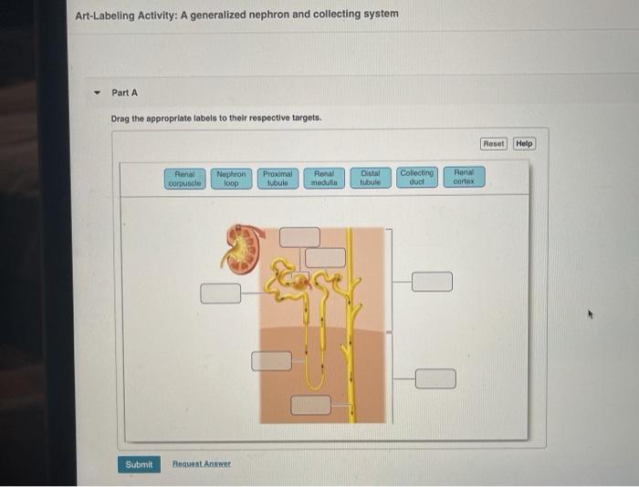 Art Labeling Activity a Generalized Nephron and Collecting System