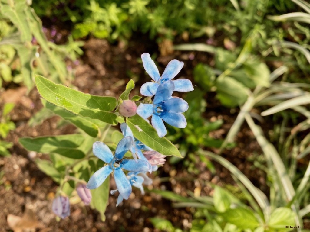 ブルースターの花言葉が怖いと噂される本当の理由3つを徹底解説