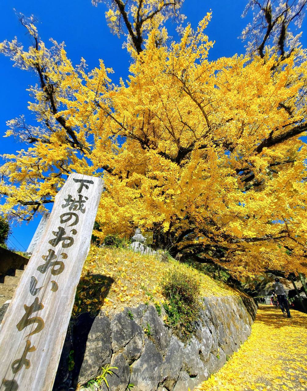 下城の大イチョウ2026見頃とライトアップ！樹齢千年の黄金絶景