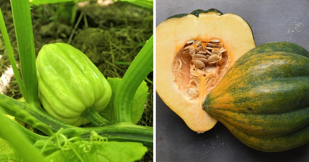 When Acorn Squash Is Ready to Pick