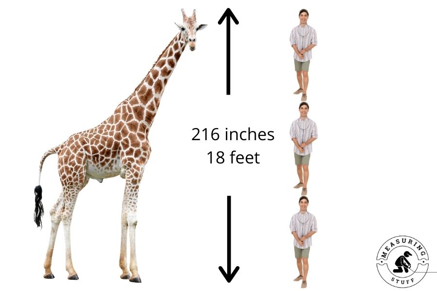 How Tall Is a Giraffe Compared to a Human