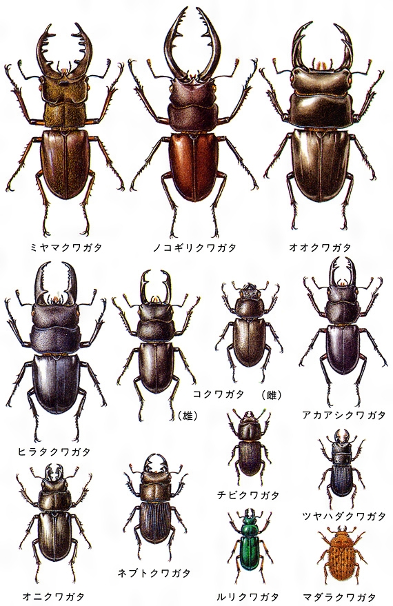 【2026年最新】水牛の漆黒と離島の紅！「ノコギリクワガタ」熱狂の裏側と全魅力を解剖する報道リポート