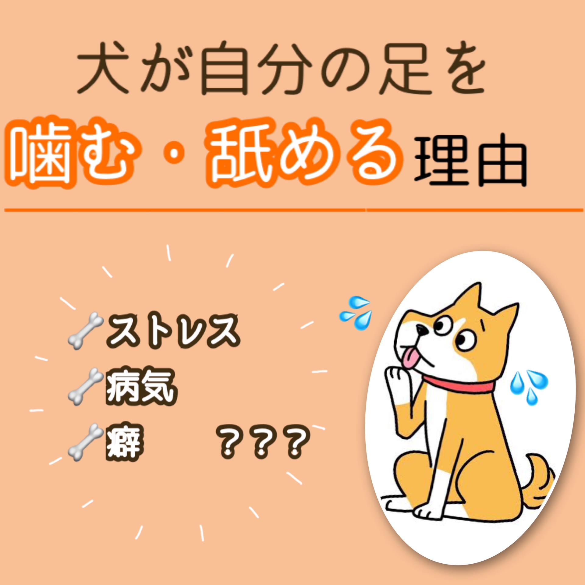 犬が足を噛む理由は病気？ストレスや指間炎の見極めと正しい対処法