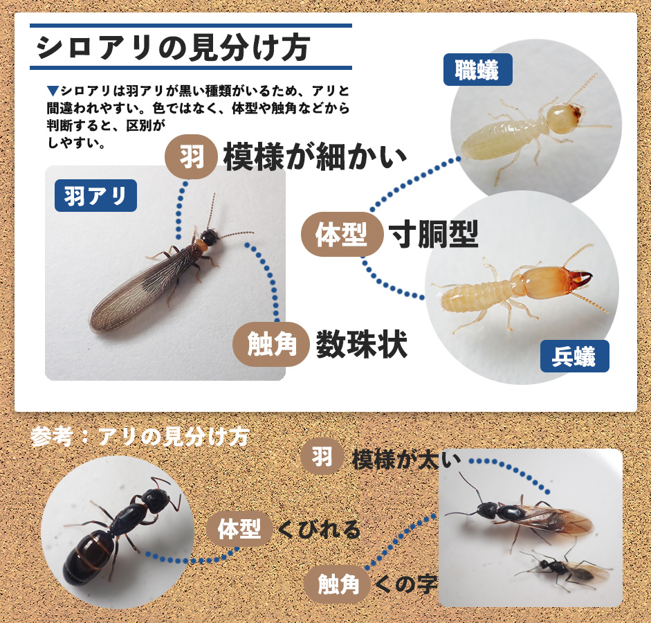 家の中に羽アリが大量発生？シロアリとの見分け方と緊急の駆除手順
