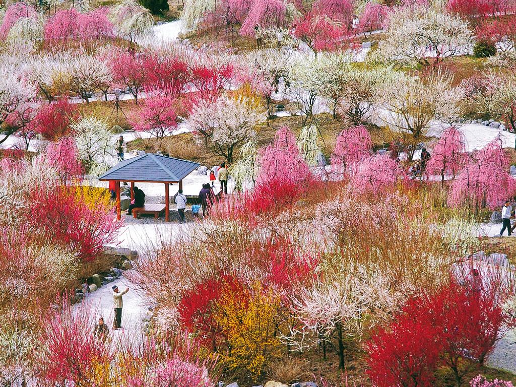 【2026最新】梅林公園の見頃や開花状況は？梅まつり屋台と混雑回避術