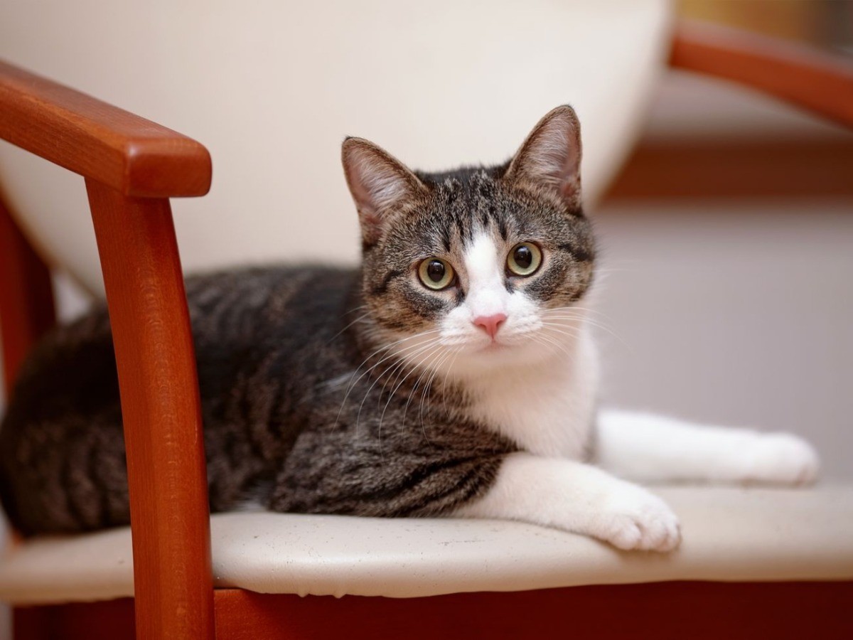 猫はなぜ可愛いのか？脳科学と社会学が暴く「あざとさ」の正体