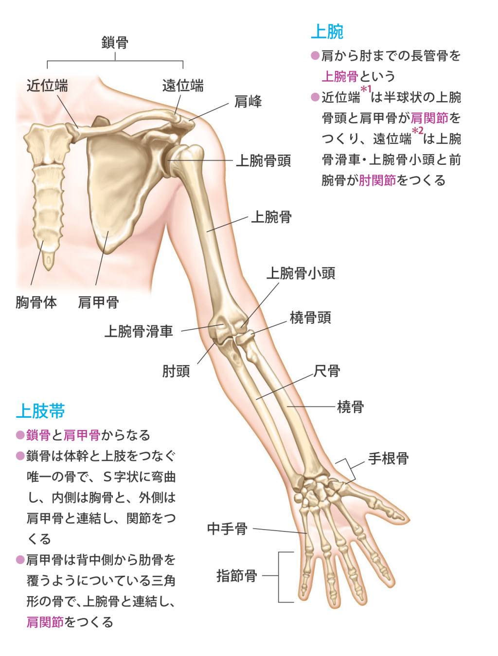 肘の裏の名前とは？正式名称「肘窩」の秘密と採血で狙われる理由
