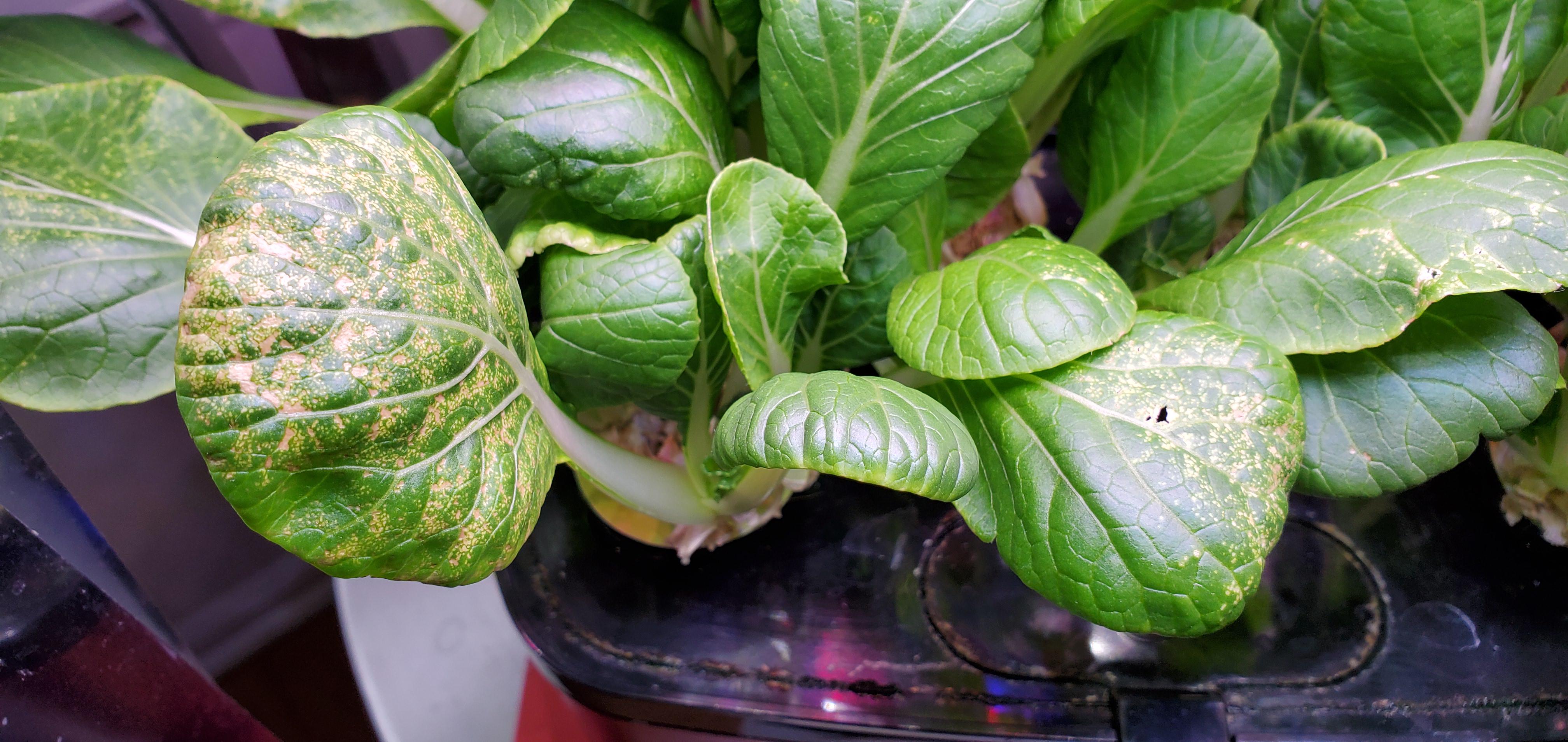 Brown Spots on Bok Choy