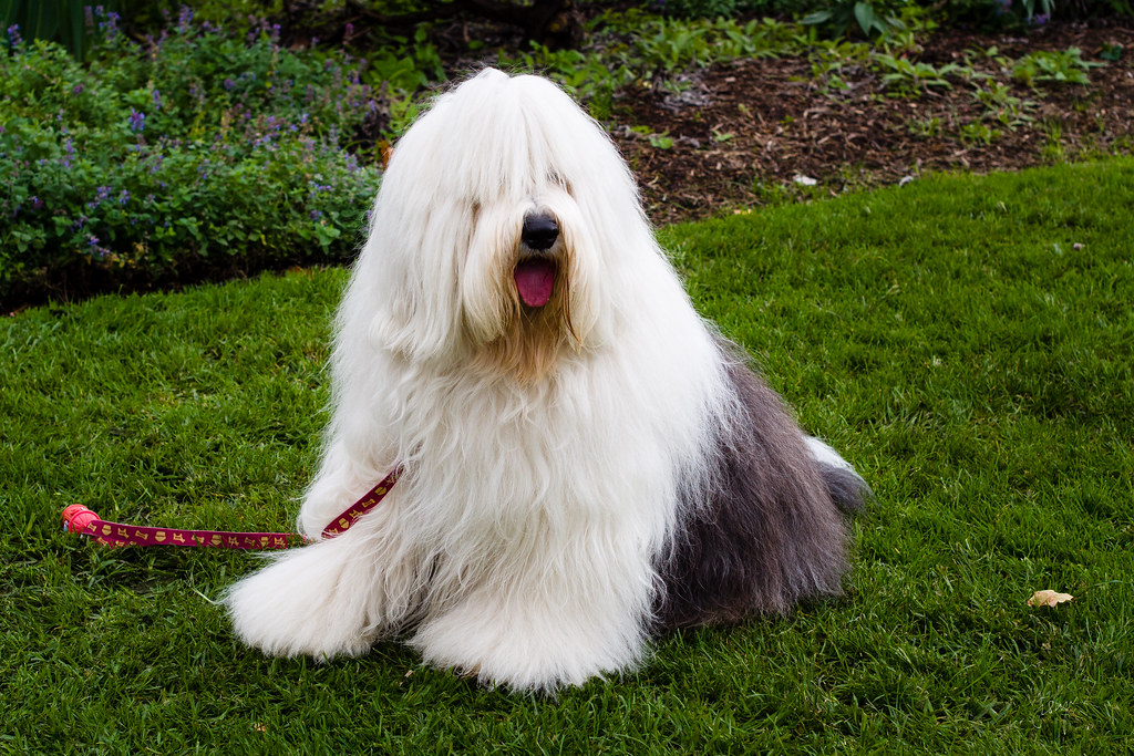 What Breed Is a Dulux Dog