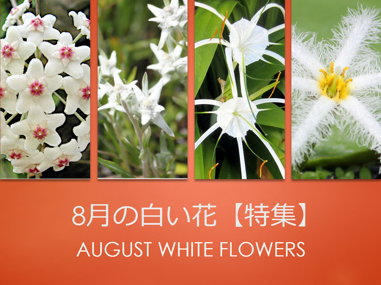 道端で見かける夏の白い花の名前は？香る庭木から可憐な野草まで徹底解剖
