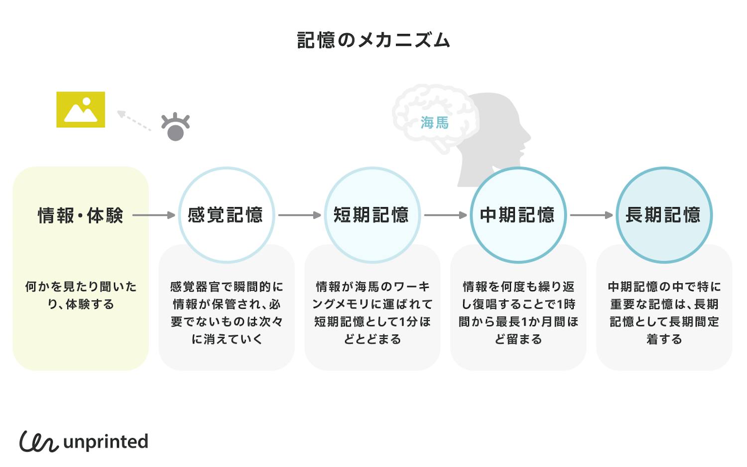 さっき聞いたのに忘れる謎を解明！短期記憶の正体と脳の限界値