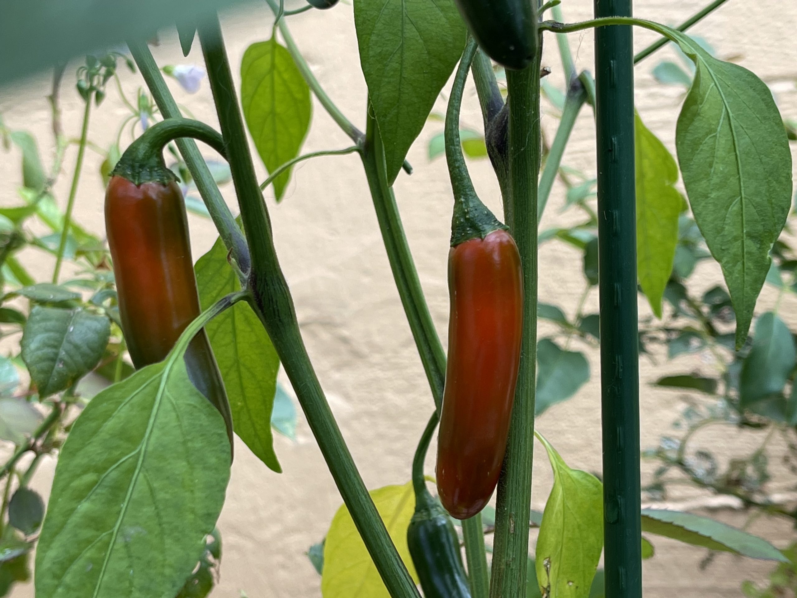 Do Serranos Turn Red